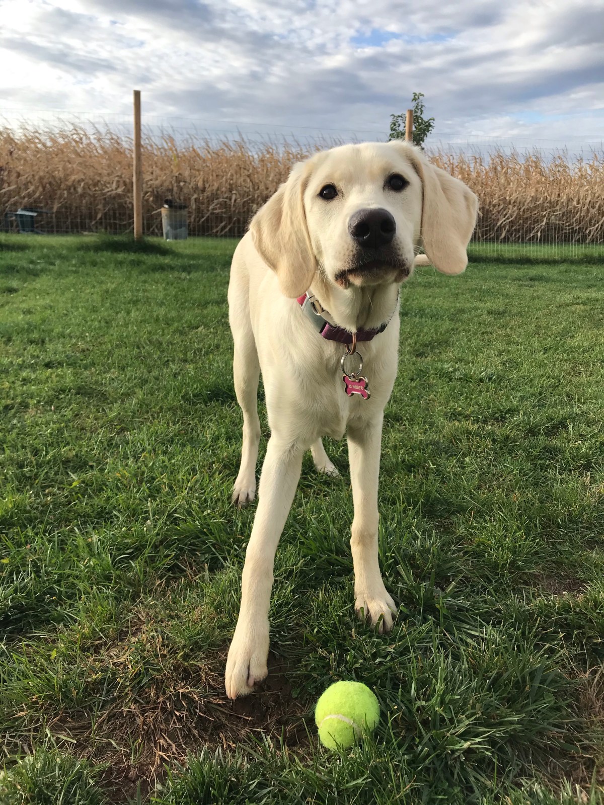 Fetch is our&nbsp;Friend